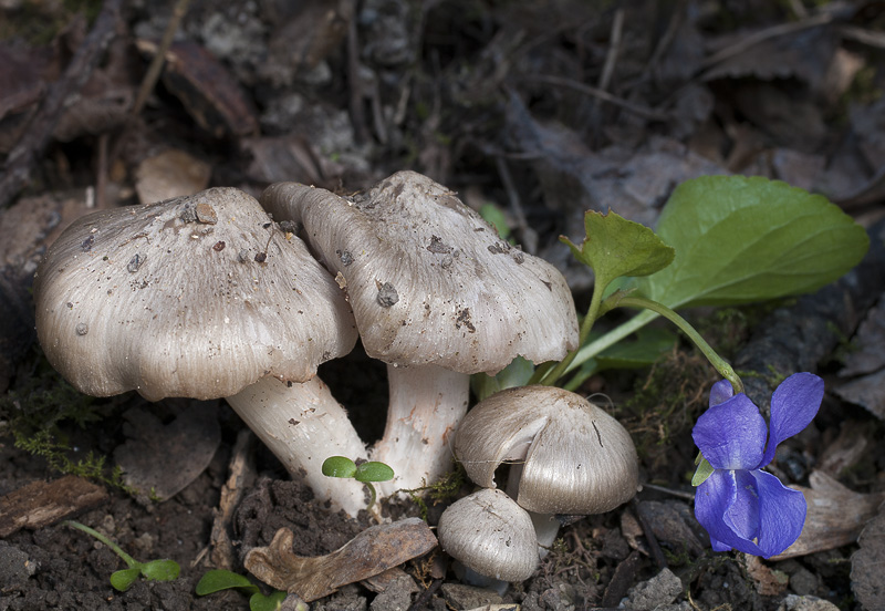 Entoloma saundersii